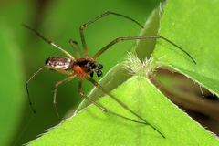 Neriene peltata