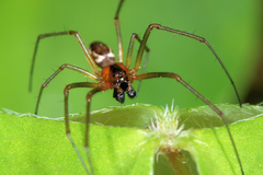Neriene peltata