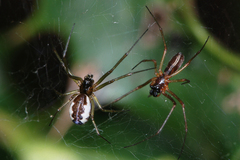 Neriene peltata