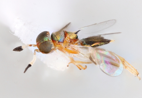 Prochiloneurus