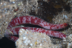 Leiaster glaber
