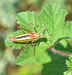 Poecilimon macedonicus