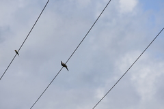 Merops orientalis ferrugeiceps