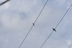 Merops orientalis ferrugeiceps