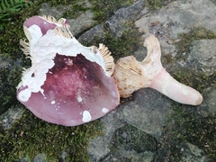 Russula olivacea