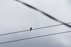 Merops orientalis ferrugeiceps