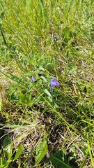 Scutellaria baicalensis