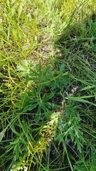 Anemonoides sylvestris