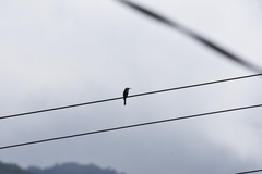 Merops orientalis ferrugeiceps