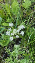 Peucedanum vaginatum