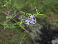 Westringia eremicola