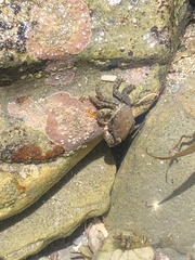 Pachygrapsus marmoratus