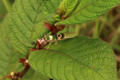 Pseudocreobotra ocellata