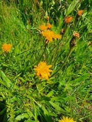 Scorzoneroides crocea