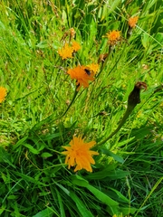 Scorzoneroides crocea