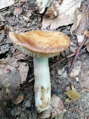 Russula grata