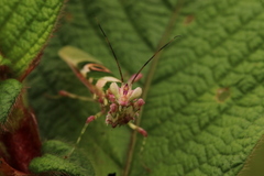 Pseudocreobotra ocellata