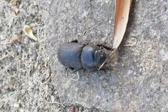 Dorcus parallelipipedus