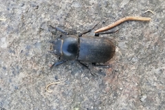 Dorcus parallelipipedus