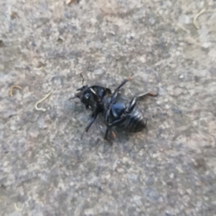 Dorcus parallelipipedus