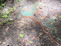 Oreocryptophis porphyraceus