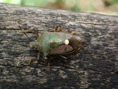 Eocanthecona formosa