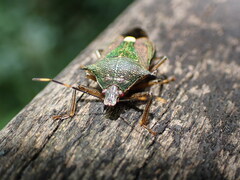 Eocanthecona formosa