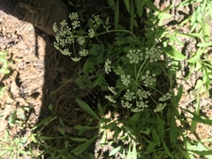 Ligusticum grayi