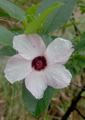 Hibiscus townsvillensis