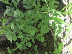 Ligusticum grayi