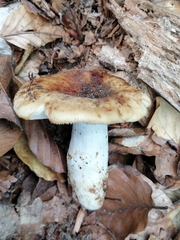 Russula grata
