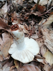 Russula grata