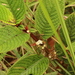 Sabicea mildbraedii - Photo (c) bureaubenjamin, algunos derechos reservados (CC BY-NC)