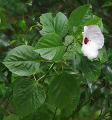 Hibiscus townsvillensis