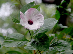 Hibiscus townsvillensis