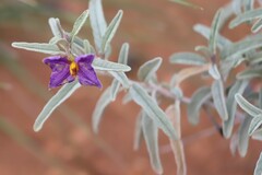 Solanum esuriale