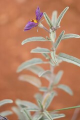 Solanum esuriale