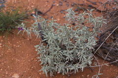 Solanum esuriale