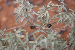 Solanum esuriale