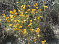 Drosanthemum bicolor