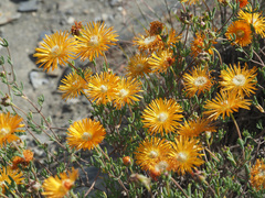 Drosanthemum bicolor