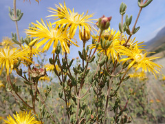 Drosanthemum bicolor
