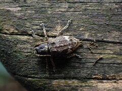 Prosoplus bankii