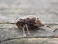 Prosoplus bankii
