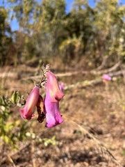 Ceratotheca