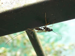 Stenarella insidiator