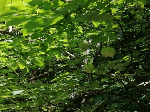 Staphylea pinnata