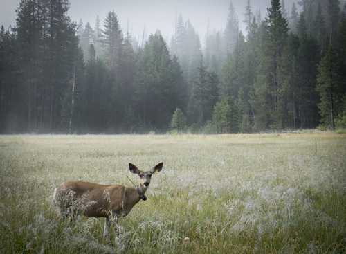 iNaturalist observation photo of Mule Deer