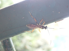 Stenarella insidiator