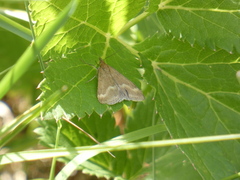 Pyrausta aerealis